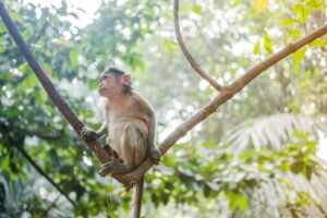 Little monkey sitting on a liana in the tropics