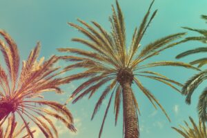 Palm trees against the sky as a background, summer vacation concept